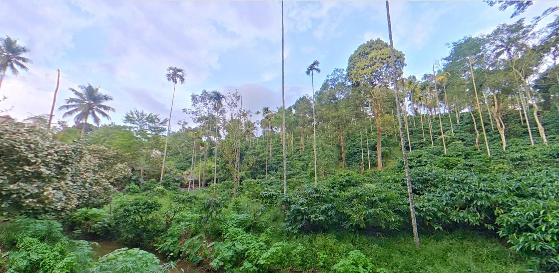Bed and Breakfast Wayanad Royal Stream Kalpetta Exterior foto