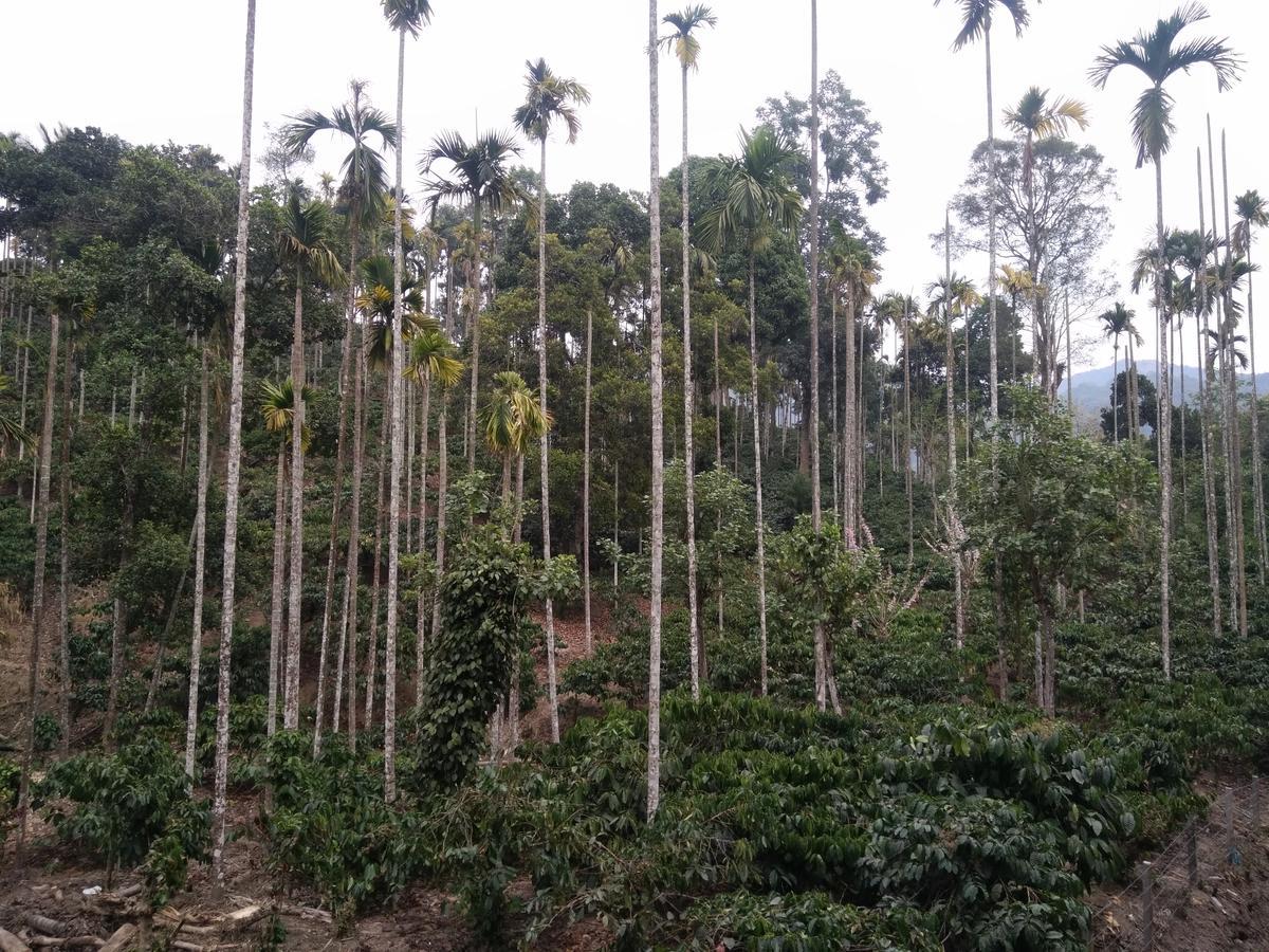 Bed and Breakfast Wayanad Royal Stream Kalpetta Exterior foto
